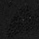 Črna - Black