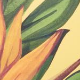 Zelena - Semi Spark / Pulse Lime