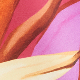 Bold Pink / Spring Yellow / Lucid Fuchsia