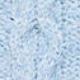 Modra - Blue